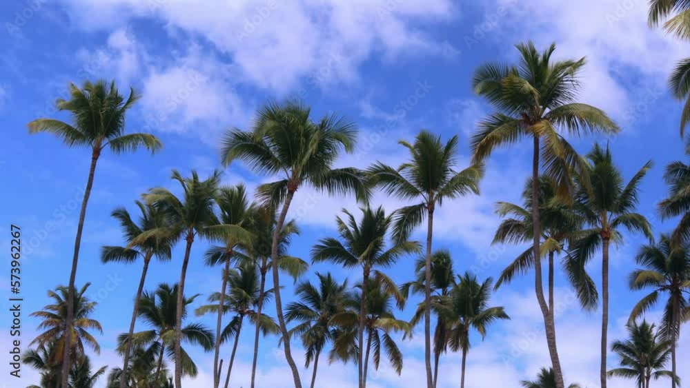 Palm trees sway in the wind, blue sky and white clouds. The concept of vacation, travel, nature, tourism, rest,holiday,resort,lifestyle,walks,coast,environment, meditation,tour, 4k footage,journey,sun Palm trees sway in the wind, blue sky and white clouds. The concept of vacation, travel, nature, tourism, rest,holiday,resort,lifestyle,walks,coast,environment, meditation,tour, 4k footage,journey,sun