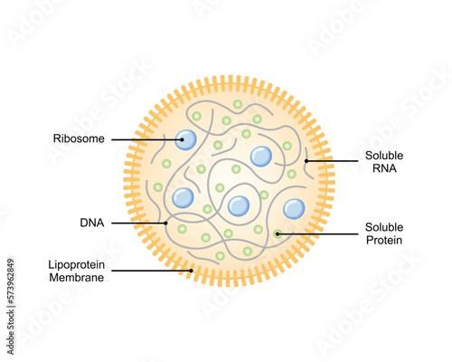 Scientific Designing of Mycoplasma Structure. Vector Illustration.