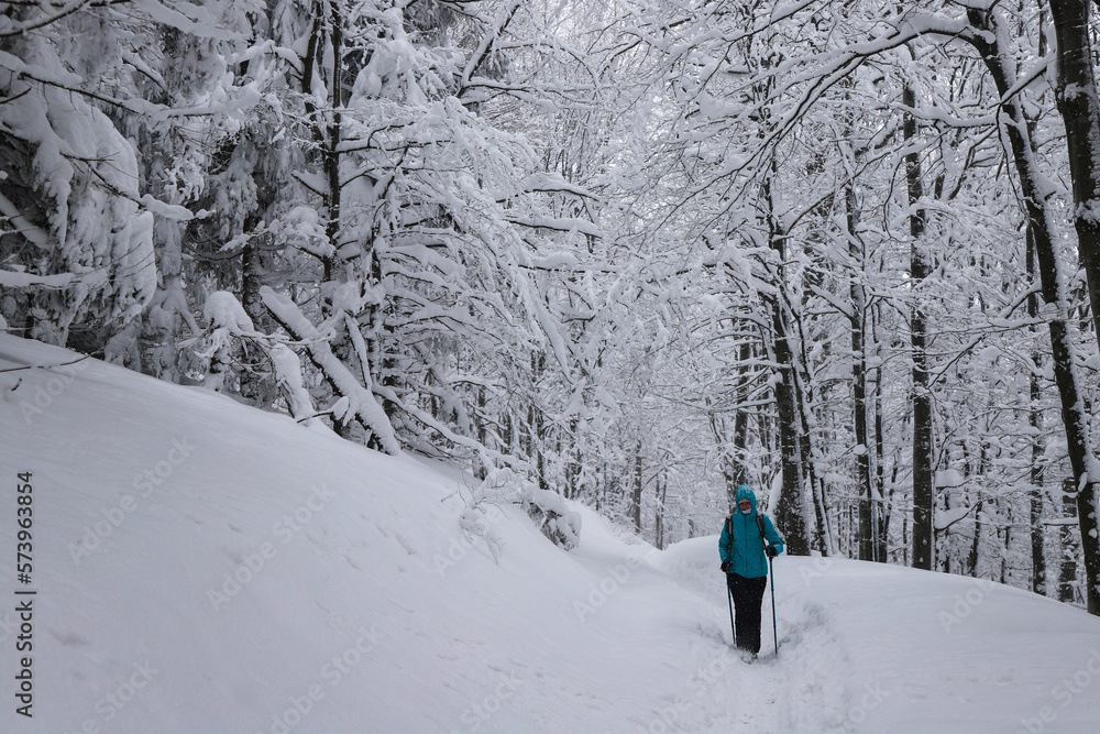 hiker girl walks through a magical snowy forest; active recreation in the frosty snowy mountains