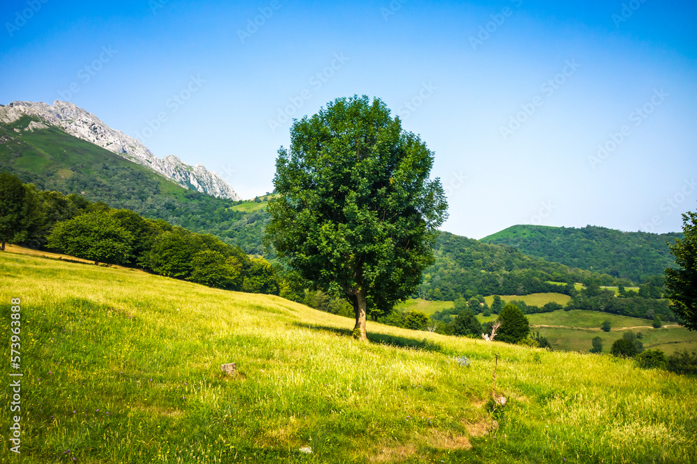 Tree in a field in Picos de Europa, Asturias, Spain
