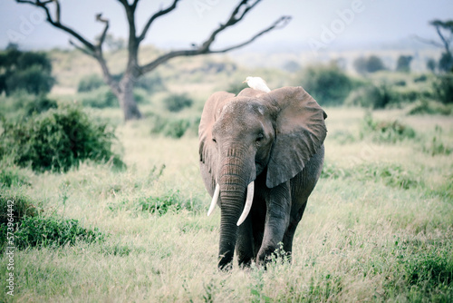 Elephants in Amboseli Nationalpark  Kenya 