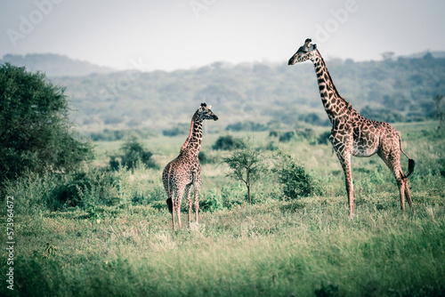 Masai Giraffe, Massai-Giraffe in Amboseli National Park, Kenya