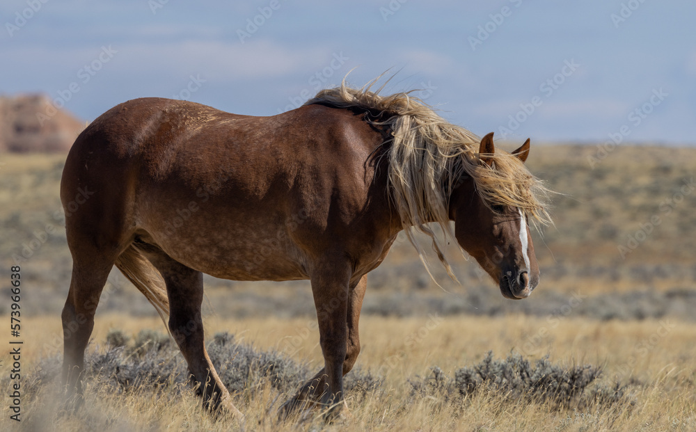 Beautiful Wild Horse in Autumn in the Wyoming Desert Beautiful Wild Horse in Autumn in the Wyoming Desert