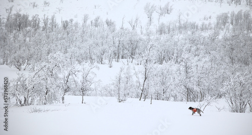 Pointing dog in snowy landscape. English setter pointing ptarmigans. photo