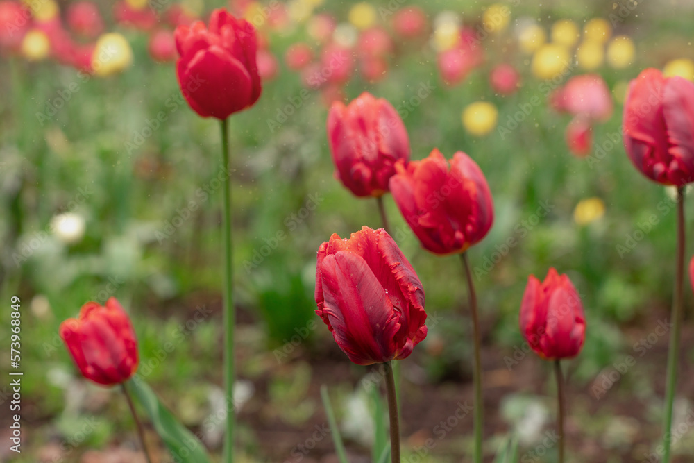 red tulips bloom in the park in spring, spring flower background red tulips bloom in the park in spring, spring flower background