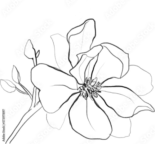 Magnolia flower sketch, linear botanical drawing