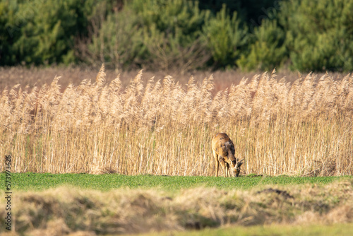Fototapeta Naklejka Na Ścianę i Meble -  Sarny pasą się na polu w promieniach wiosennego słońca