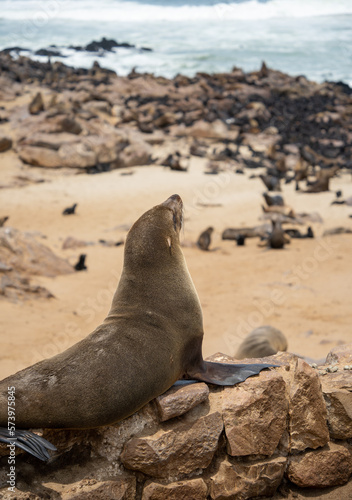 Cape Cross Seal Colony, Namibia