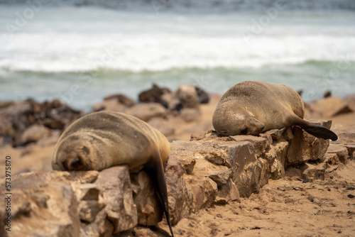 Cape Cross Seal Colony, Namibia