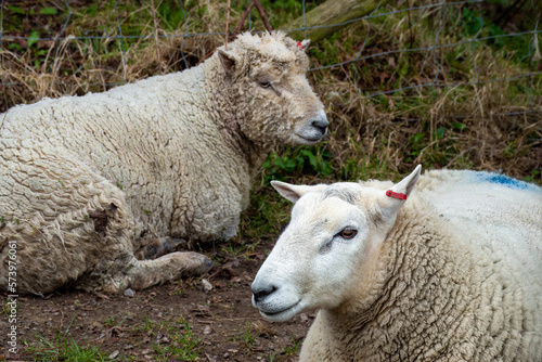portrait of two woolly sheep with pretty faces