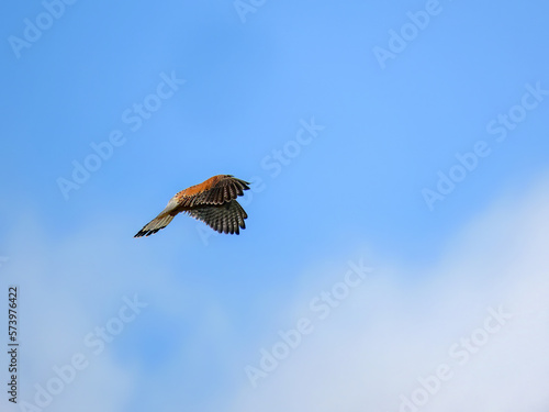 kestrel a bird of prey species belonging to the kestrel group of the falcon family hovering in a bright blue sky