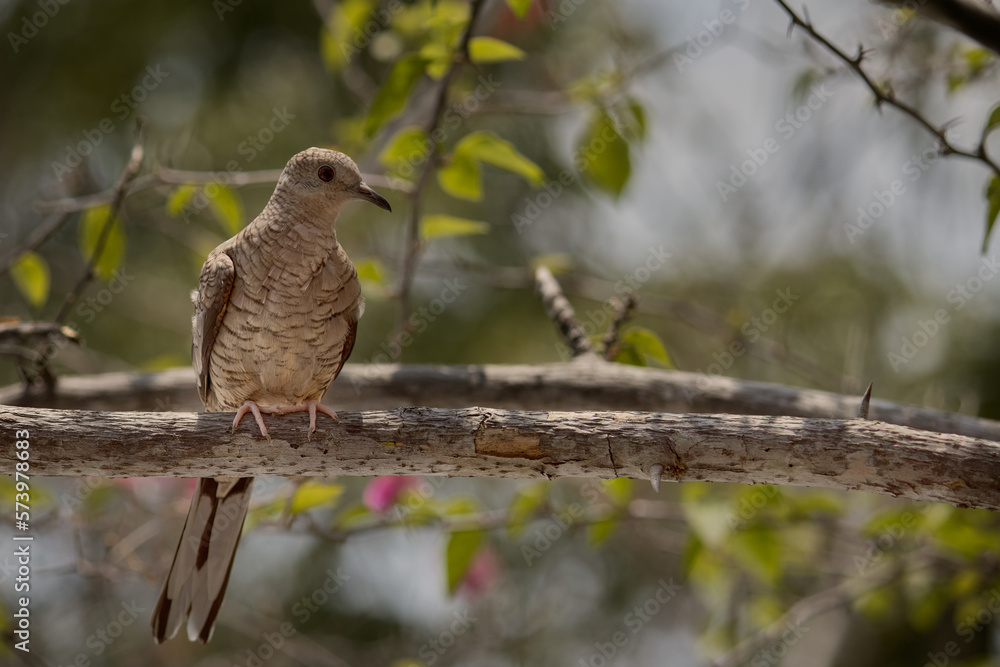 Dove perched on a branch sunbathing. Selective focus. Dove perched on a branch sunbathing. Selective focus.