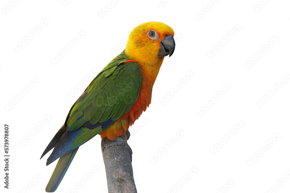 parrot on the branch
