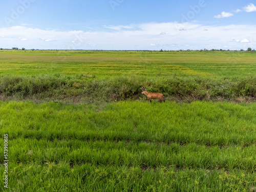 deer with antler in the middle of a rice paddy © Rodrigo