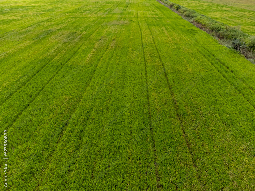 big green field of rice plantation big green field of rice plantation