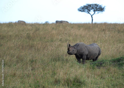 A black rhinoceros in Savannah grassland in the evening hours at Masai Mara, Kenya