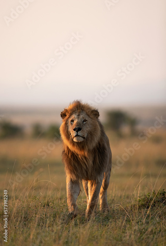 Portrait of a Lion in the monring hours at Masai Mara, Kenya