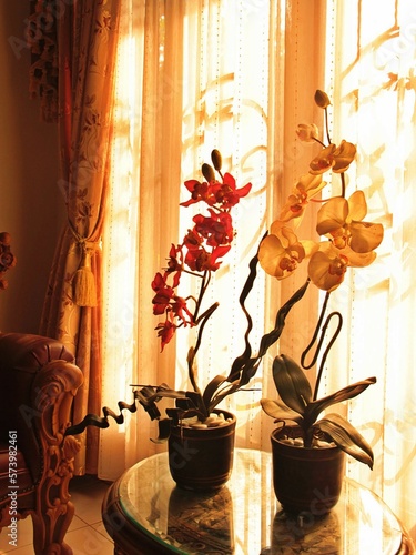 Orchid flower in pot with sunset