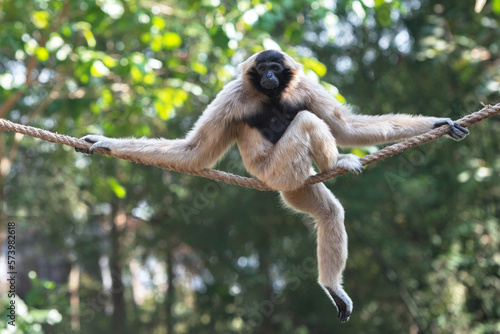 Foto Adult pileated gibbon male sits on a rope
