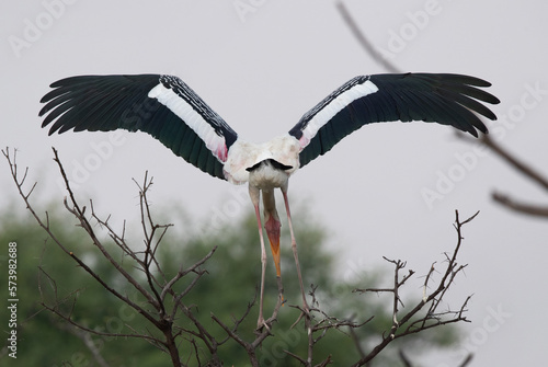 Painted stork landing on a  tree at Keoladeo Ghana National Park, Bharatpur, India photo