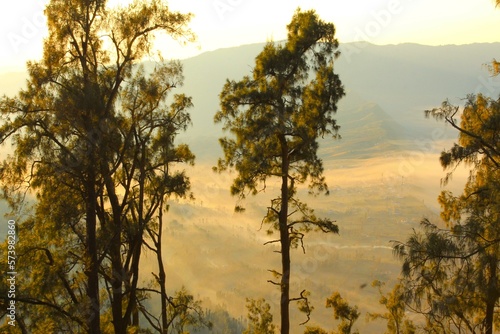 the trees at the top of Mount Bromo in the Pananjakan area at sunrise