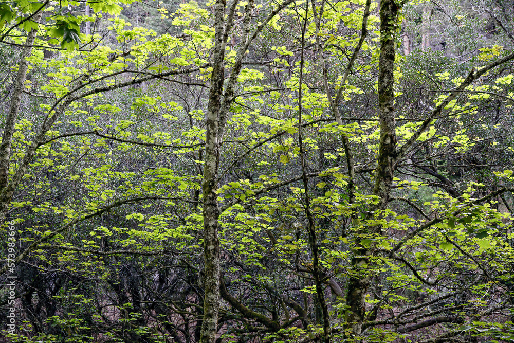 Geres green woods during spring Geres green woods during spring