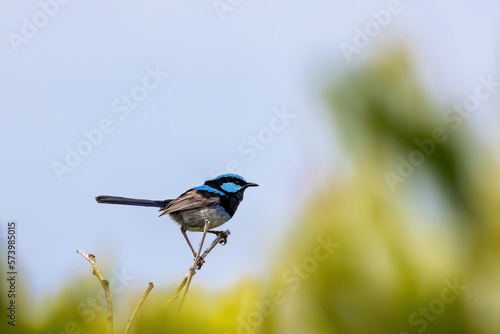 Adult male Superb fairy wren, malurus cyaneus, against blue sky background with space for text. Great Ocean Road, Australia