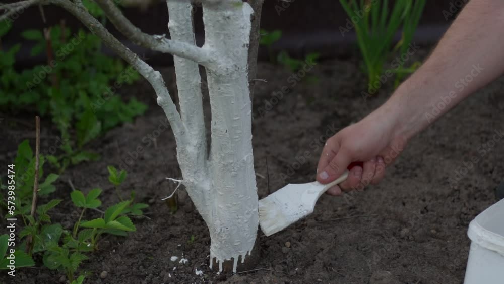 Wideo Stock Gardener paint tree bark with brush closeup. Person