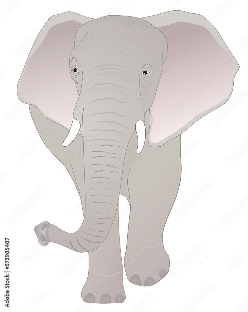 Elephant wildlife animal vector illustration 