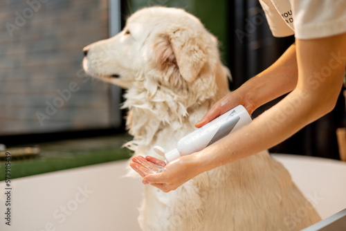 Wallpaper Mural Pet owner applying shampoo on hand, washing her cute dog in bathtub. Concept of detergent for a dog. Wet Maremmano abruzzese dog Torontodigital.ca