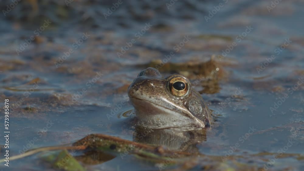 European common frog in a pond European common frog in a pond