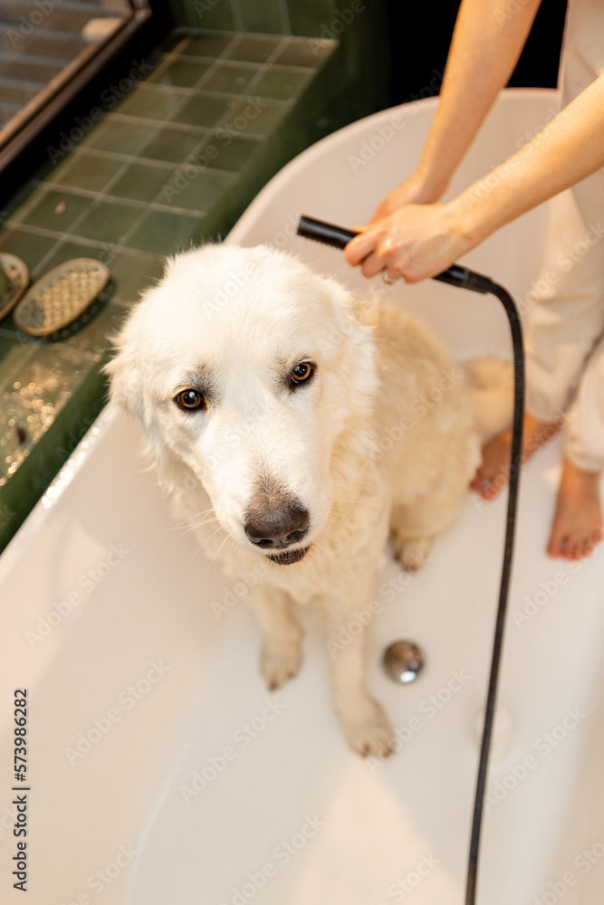 Cute white dog takes a shower in bathtub, view from above. Concept of animal care. Maremmano abruzzese dog breed Cute white dog takes a shower in bathtub, view from above. Concept of animal care. Maremmano abruzzese dog breed