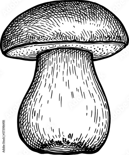 Penny bun mushroom ink sketch.