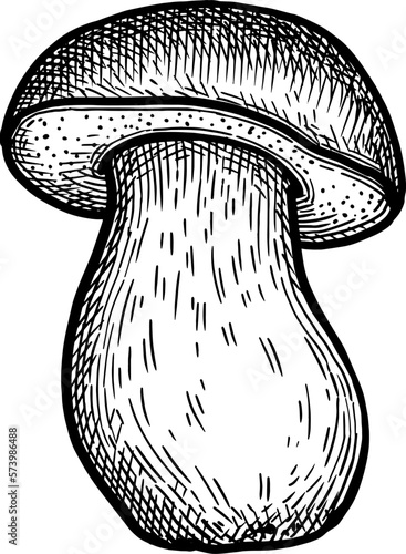 Penny bun mushroom ink sketch.