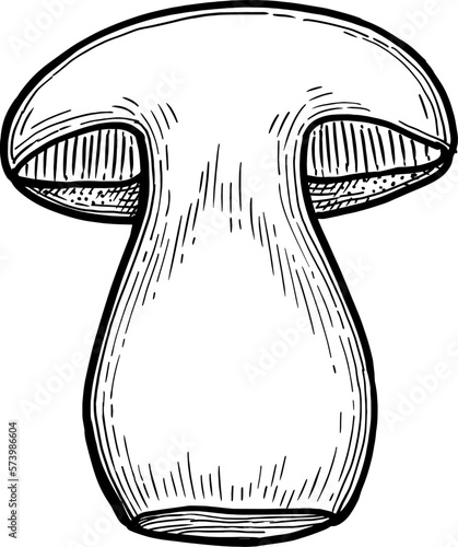 Penny bun mushroom ink sketch.