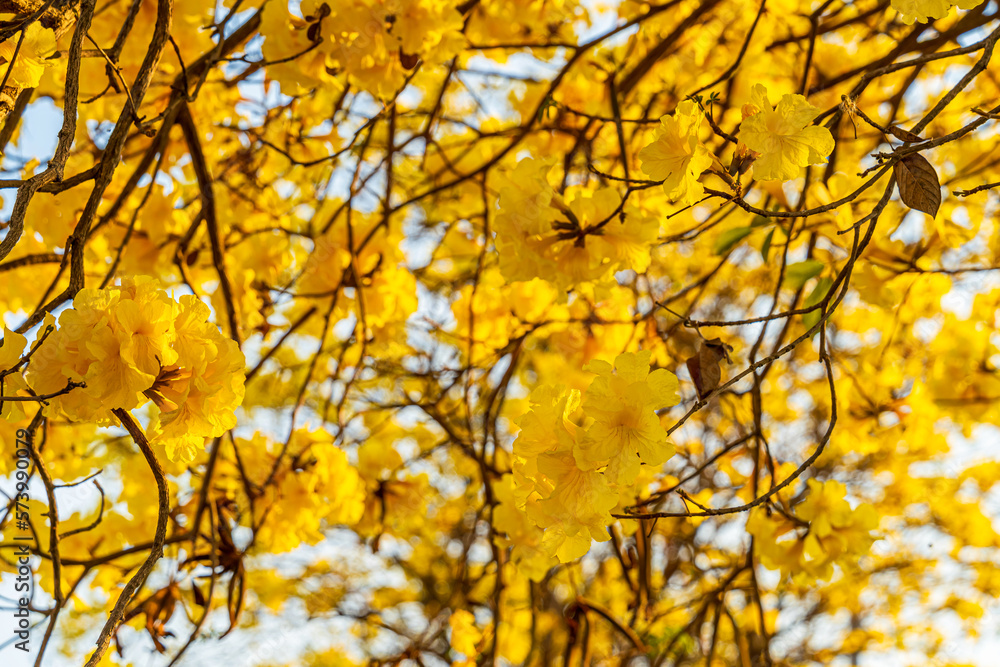 Beautiful blooming Yellow Golden Tabebuia Chrysotricha flowers with the park in spring day at Evening background in Thailand. Beautiful blooming Yellow Golden Tabebuia Chrysotricha flowers with the park in spring day at Evening background in Thailand.
