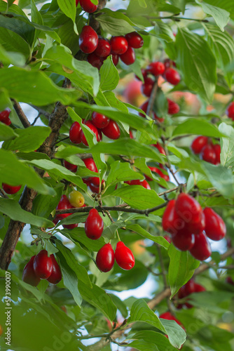 Fresh red Cornus fruit, Cornus mas (cornel, Cornelian cherry, European cornel, Cornelian cherry dogwood), on a blurred background of greenery. Rich harvest, Selective focus