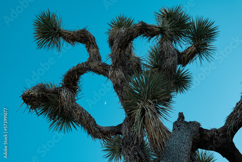 Moon in the Arms of a Joshua Tree (ID: 573991677)