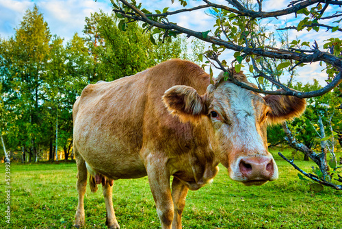 Large red cow in a green meadow scratches its snout against a dry tree branch. Cow from a dairy farm on a puddle of green grass with a rural landscape