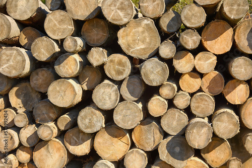 Many felled dry trees stacked on top of each other on a sunny day for firewood. Large long light brown logs. Pile of wood from felled round tree trunks