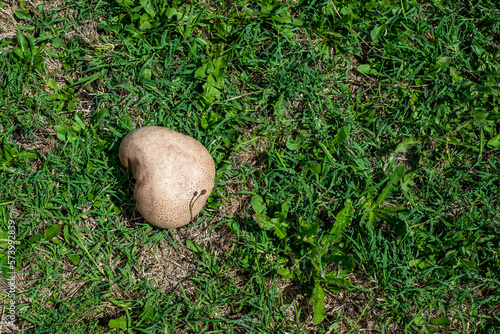 Calvatia cf. utriformis, kingdom Fungi, one of the largest mushrooms from Argentina and Chile, in a field of Balcarce, Argentina photo