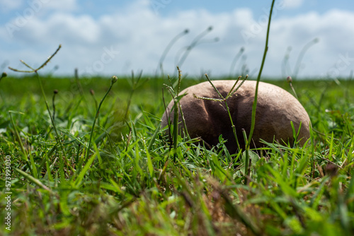 Calvatia cf. utriformis, kingdom Fungi, one of the largest mushrooms from Argentina and Chile, in a field of Balcarce, Argentina photo