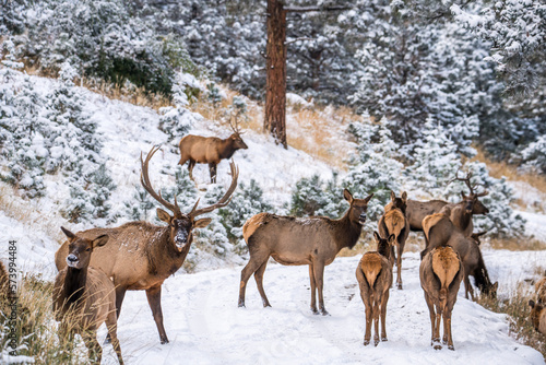 Colorado Elk