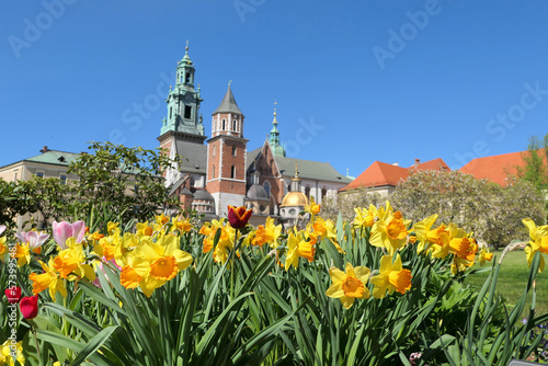 Wawel castle and daffodil flowers in Krakow, Poland during spring. photo