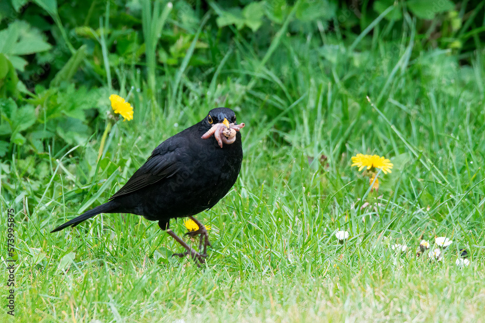 Blackbird with worms Blackbird with worms