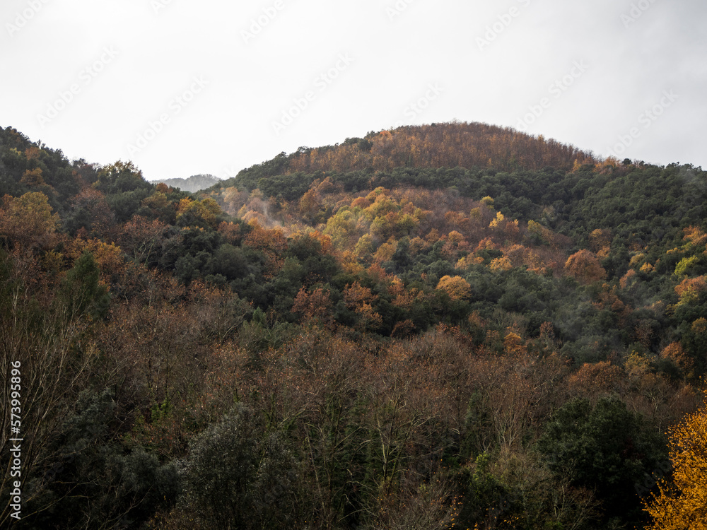 imagen de unas montañas repletas de árboles, con las hojas en cambio de color y el cielo nublado 