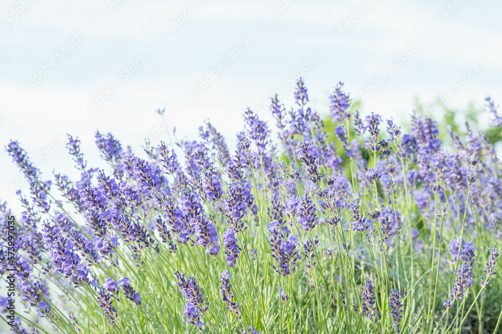 Naklejka premium 花畑のラベンダー