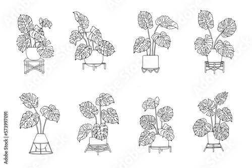 Linear sketch of a monstera in flower pots on stands.Vector graphics.