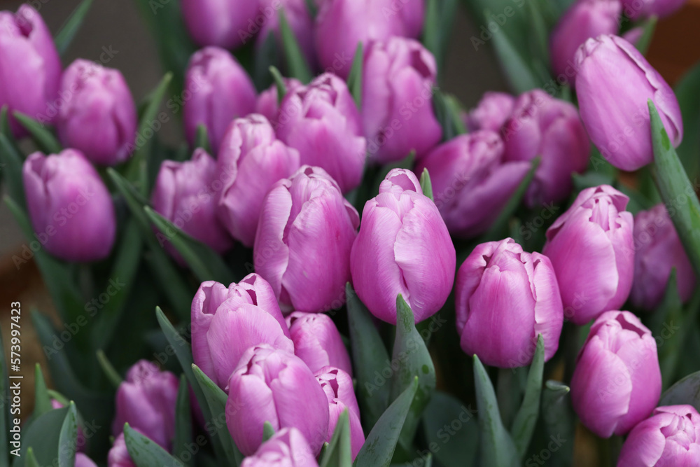 Obraz premium blooming lilac and pink and purple tulips in the garden