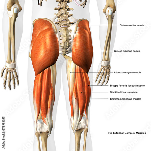 Male Hip Extensor Muscle Diagram on White Background with Text Labeling photo